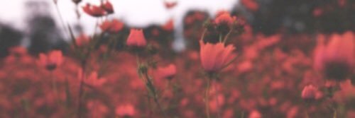 neverlandlouis's profile banner image
