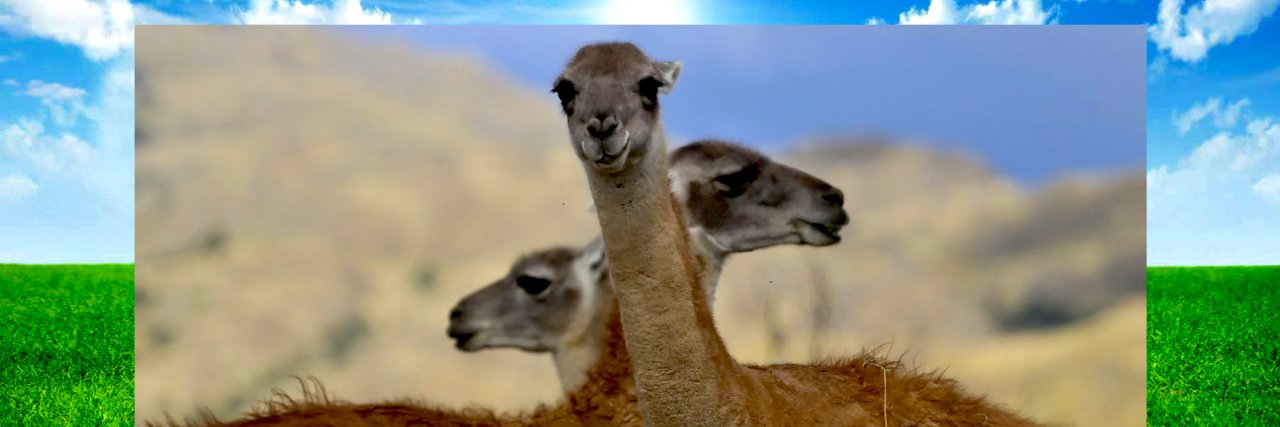 himalayanhuman's profile banner image