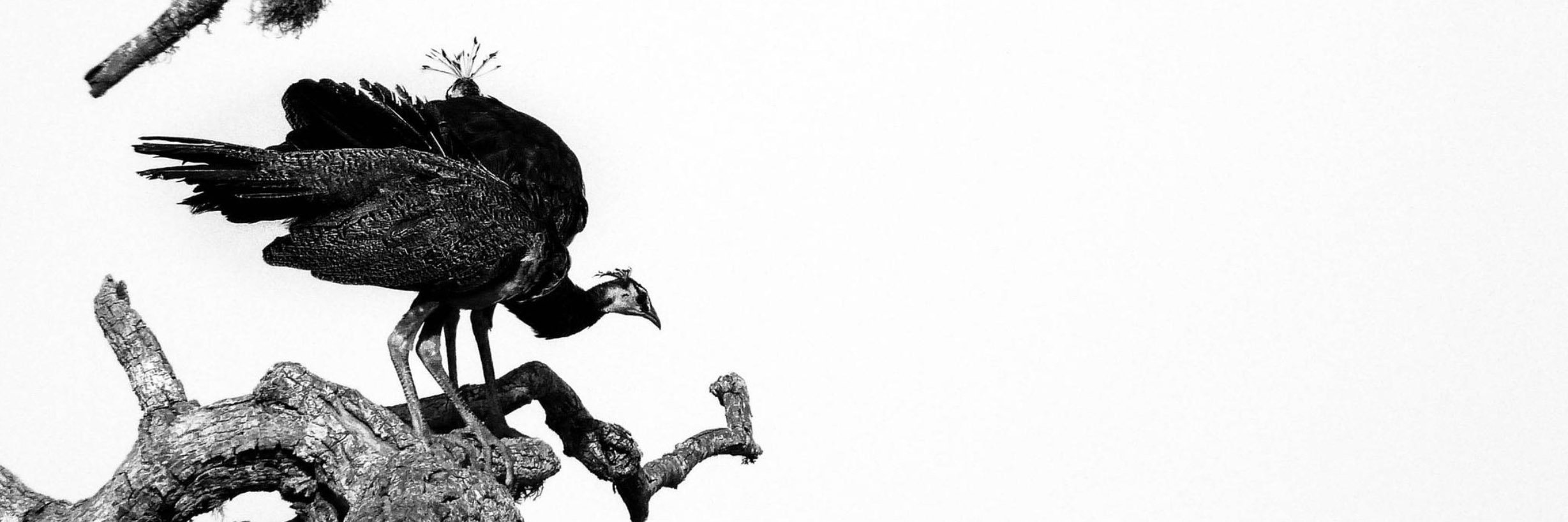 pn_zimmer's profile banner image