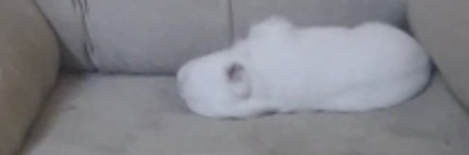 fujianpanda's profile banner image