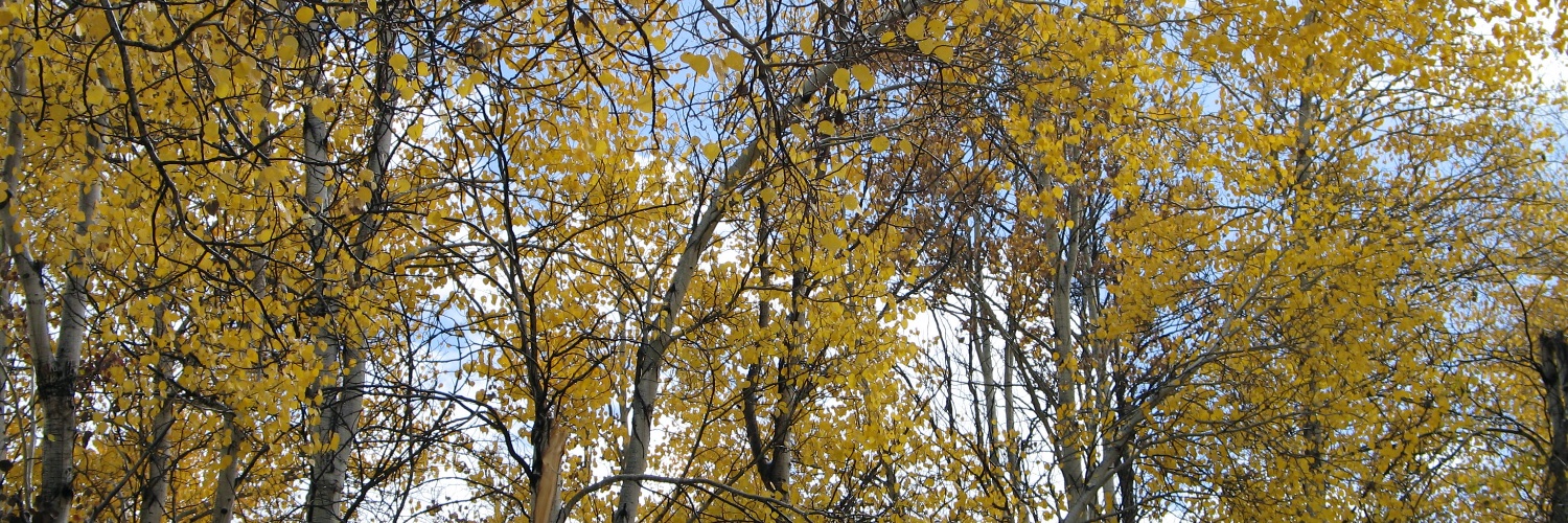 Trucker Clark banner