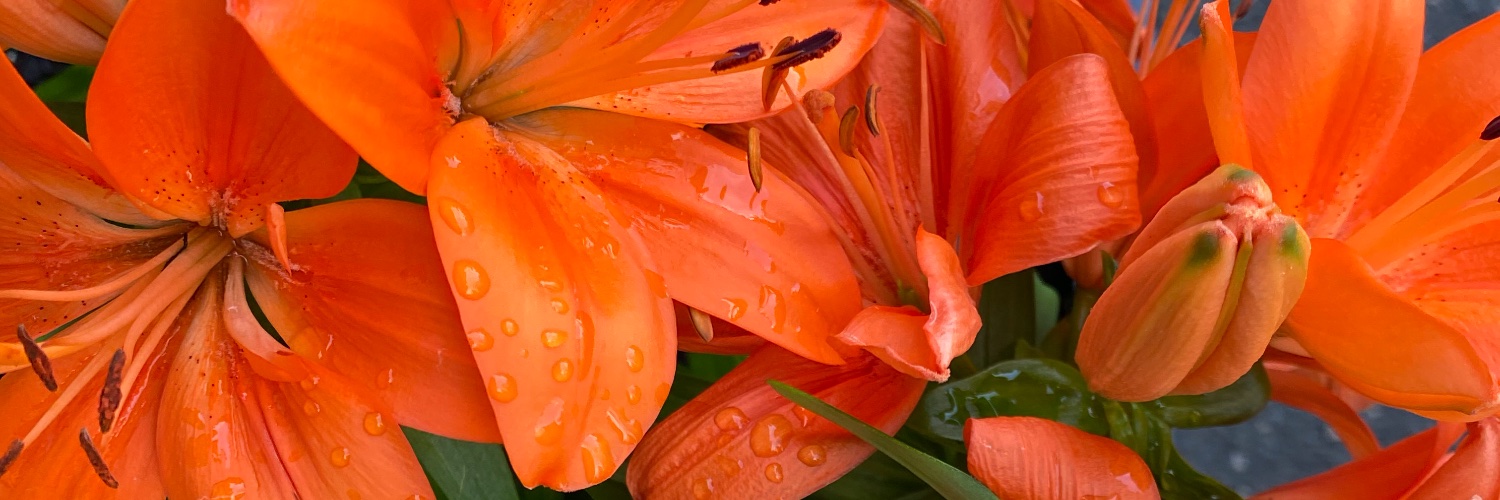 Linda Descano banner