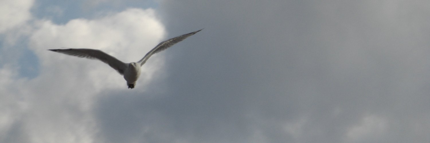 zhuop's profile banner image