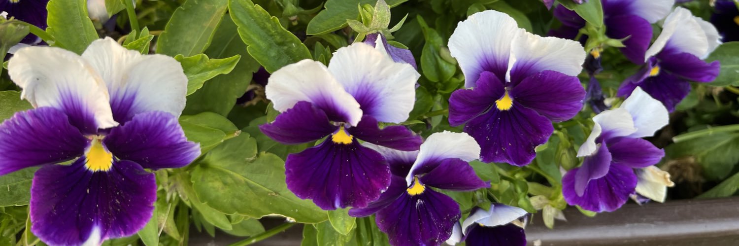 floreterna123's profile banner image