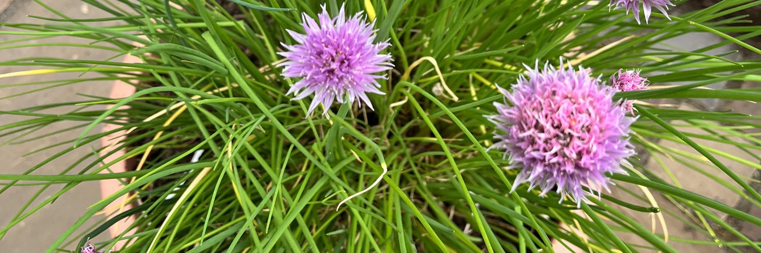 Rita Ciccu Moore banner