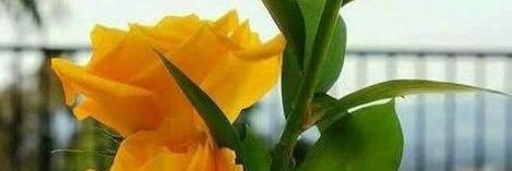 naous_ali's profile banner image
