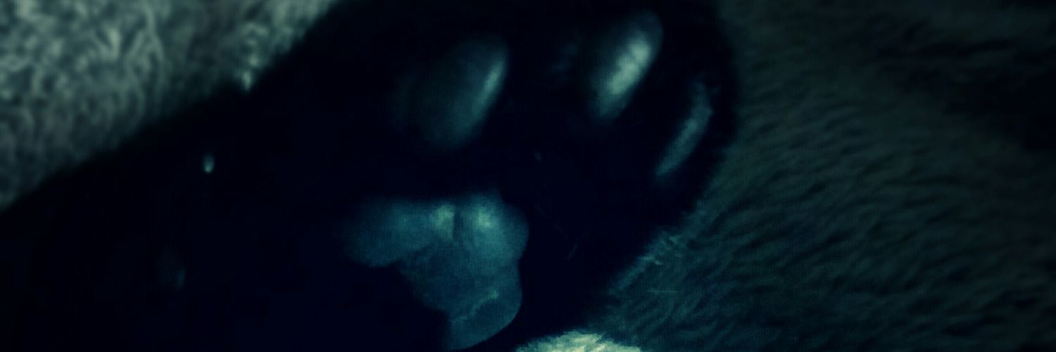 MollyAndDuke's profile banner image