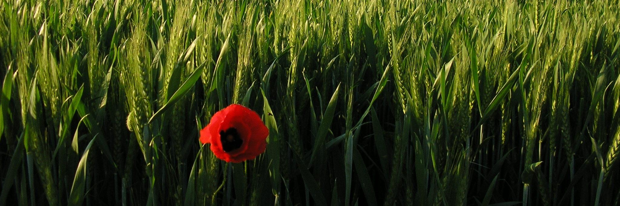 Alta Anoia banner