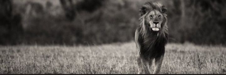 WullyDoyle67's profile banner image