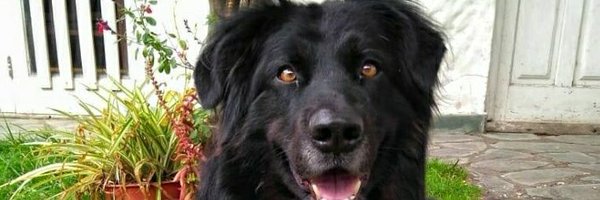 KAICUCHARA Profile Banner