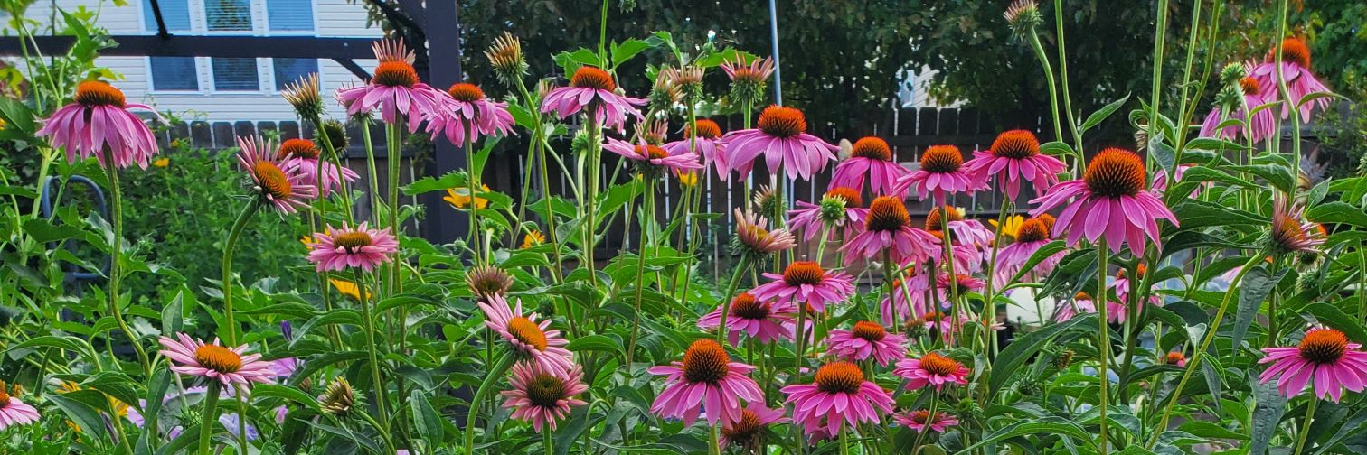 🆁🅾🅳🅽🅴🆈 banner