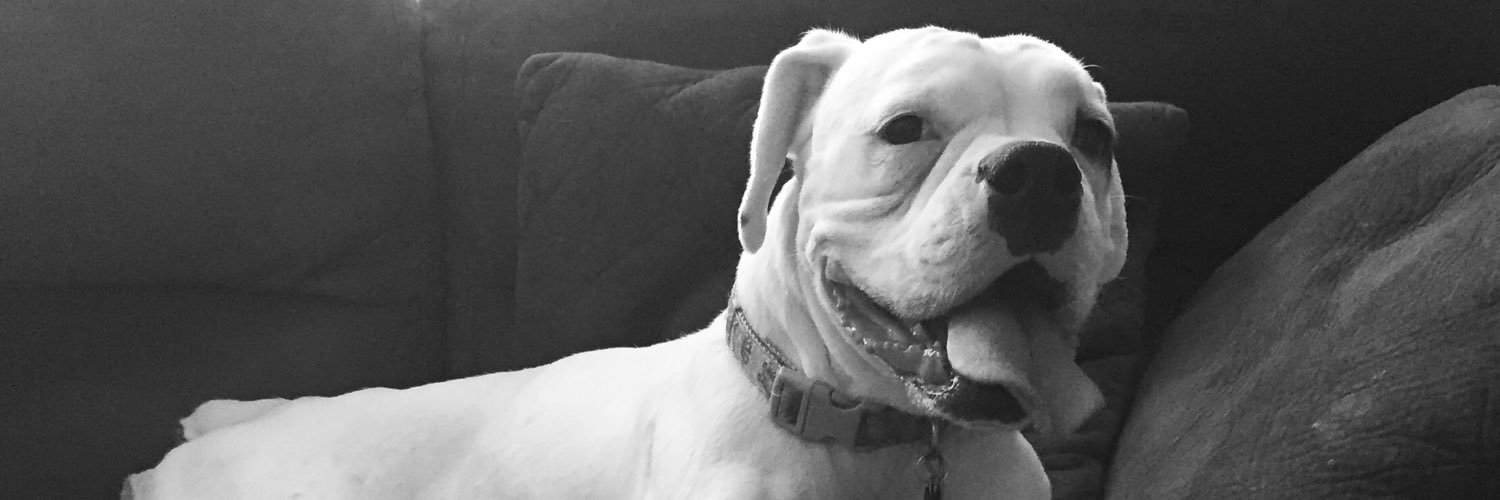 ShinertheBoxer's profile banner image