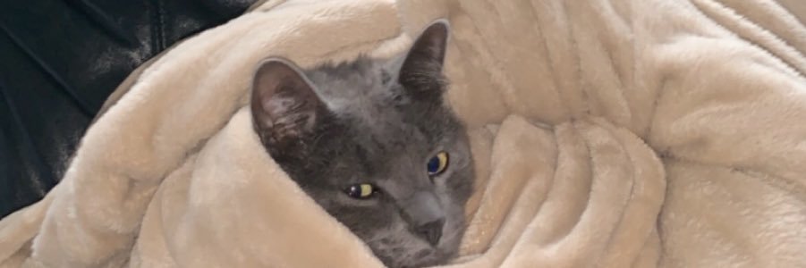 mollyreillyy's profile banner image