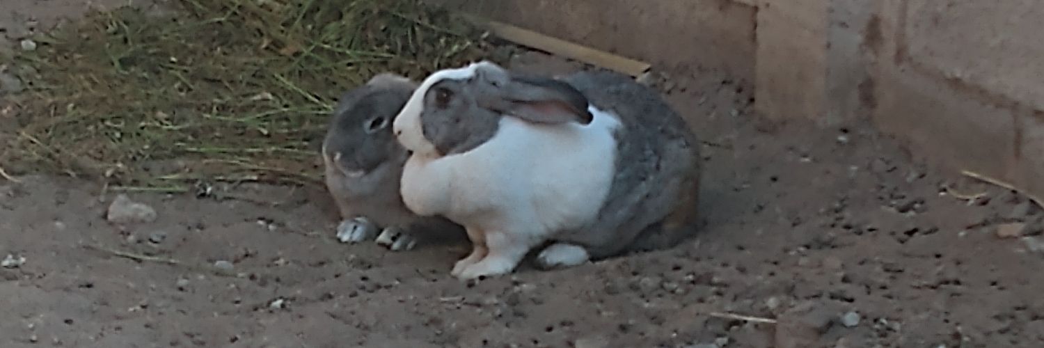 Alejandro Narváez🐰 banner