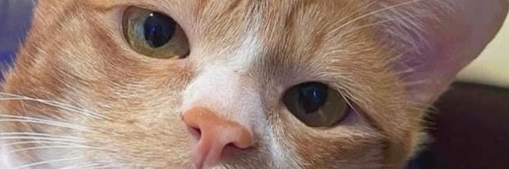Gabibalcacar's profile banner image