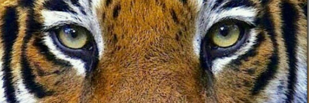 _Noous_'s profile banner image