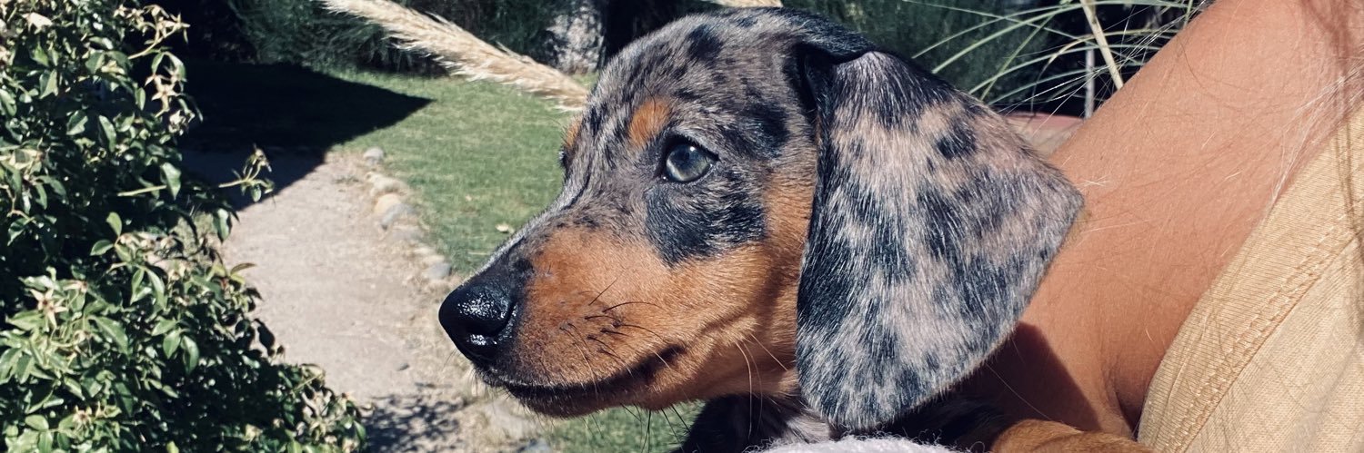 SofiPrizzon's profile banner image