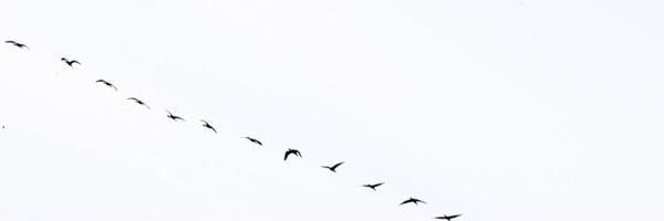 onavegue14 Profile Banner