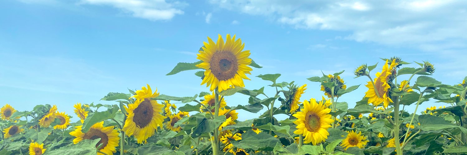 aineprice's profile banner image