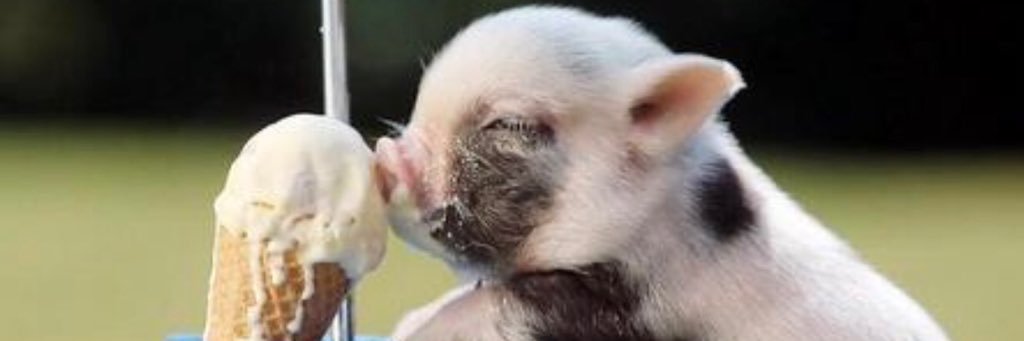 callieluvspigs's profile banner image