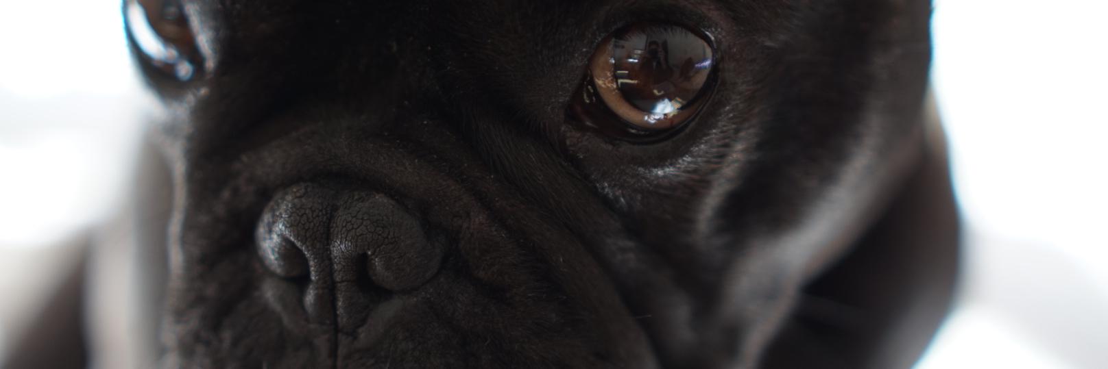 gusvichera's profile banner image
