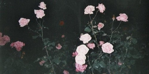 replanej's profile banner image