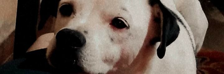 abysotelo96's profile banner image