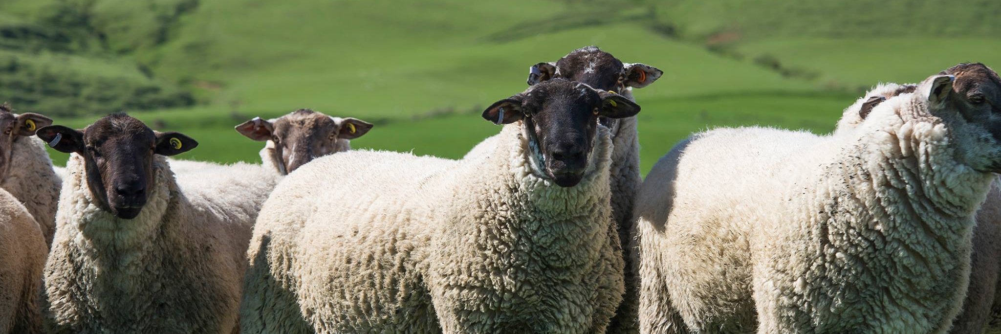 WSheepJournal's profile banner image
