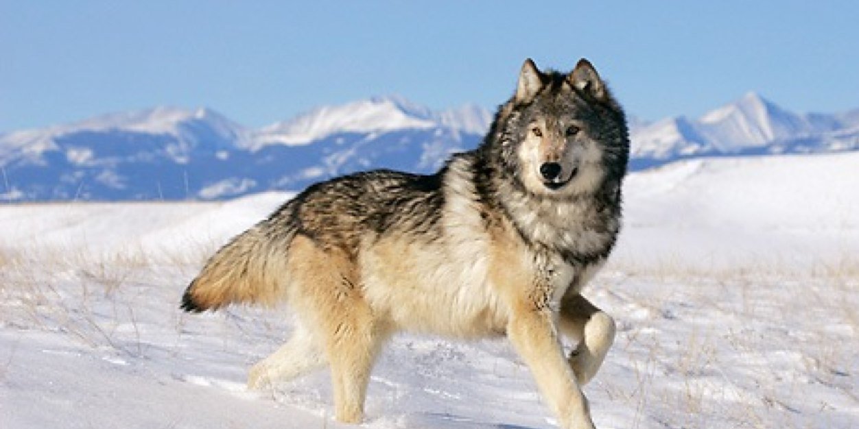 Wolfy- Bayou Gaming™ banner