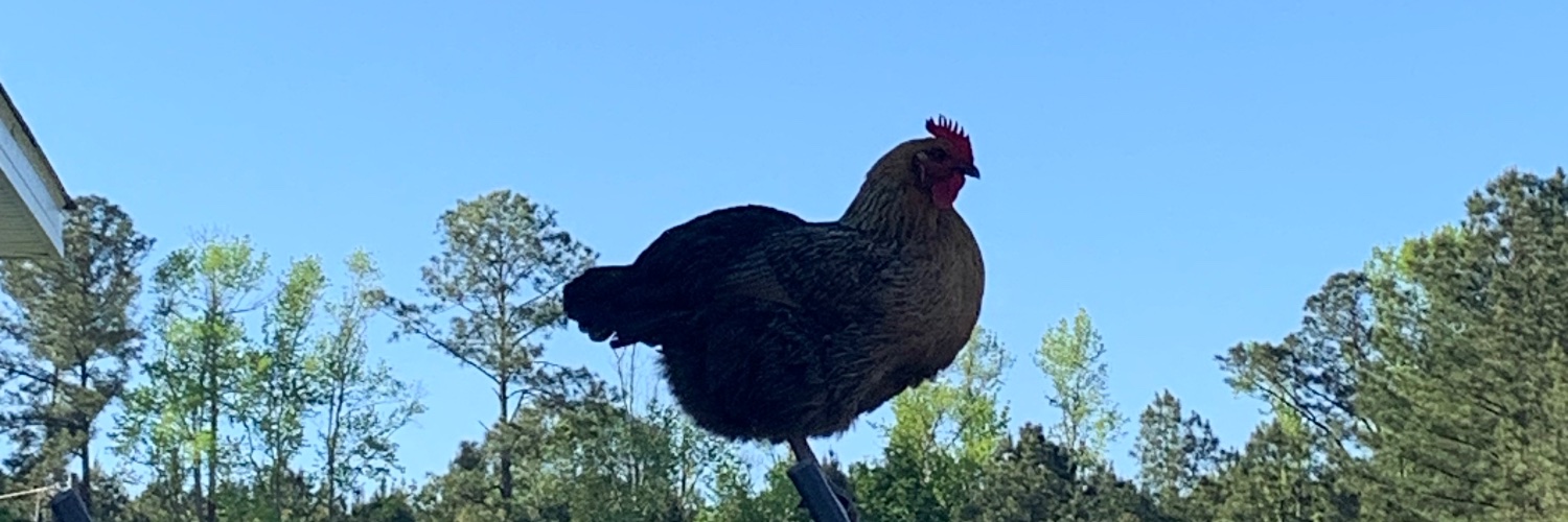 macy t. banner