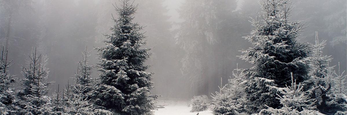tayfunsaan's profile banner image