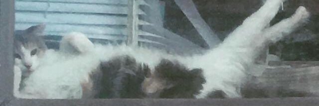 Dannie banner