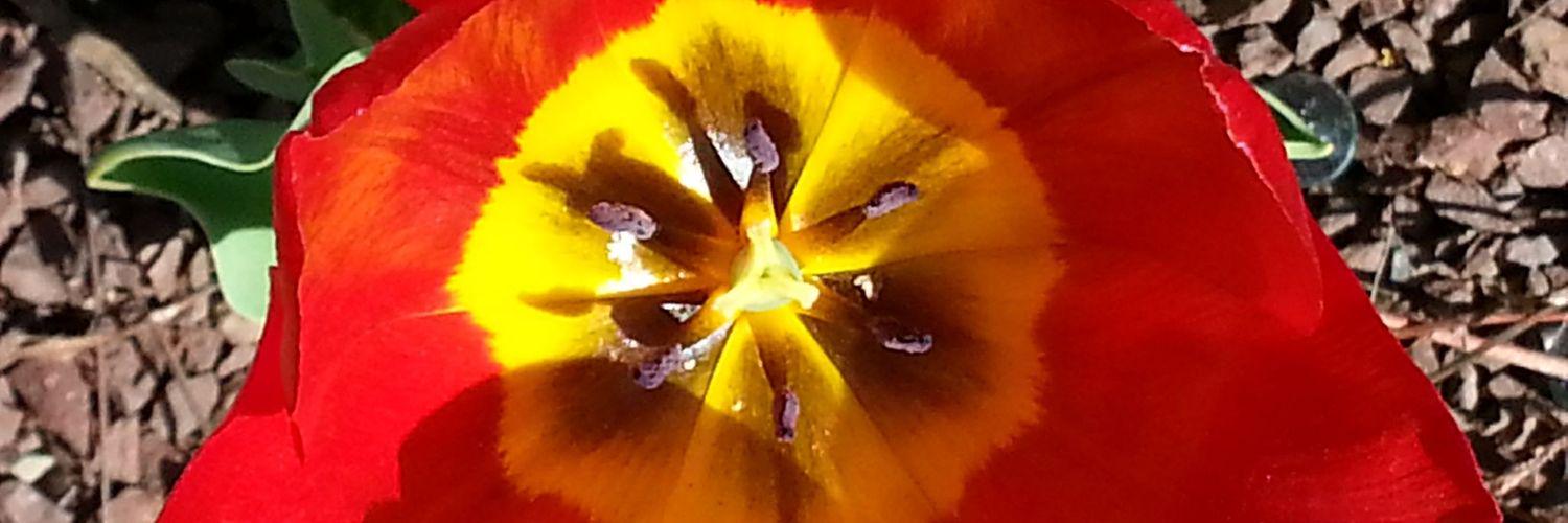 Arvind Cavale banner