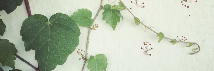 anna_mutoh's profile banner image