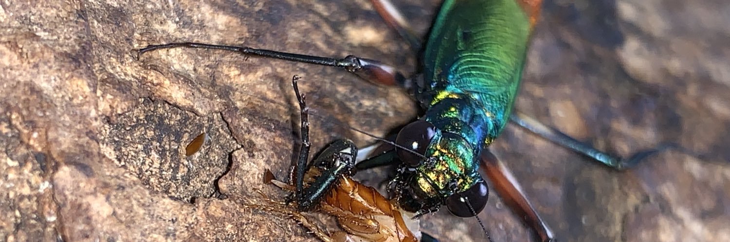 キョンシー蜂丸（昆虫ハウス101号室） banner