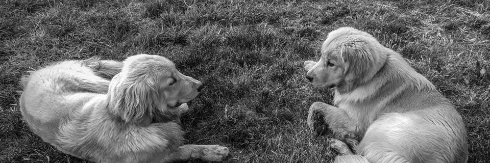 andersonspets's profile banner image