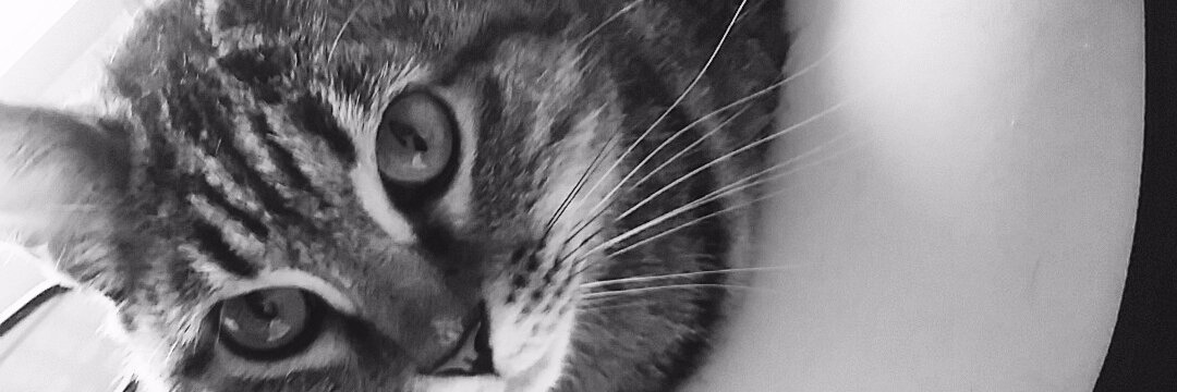 MaRiiNeo's profile banner image