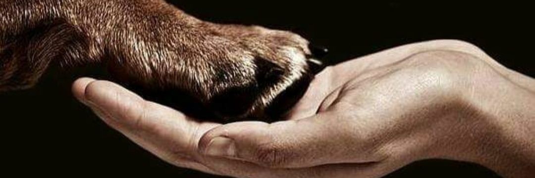 hands4cats's profile banner image