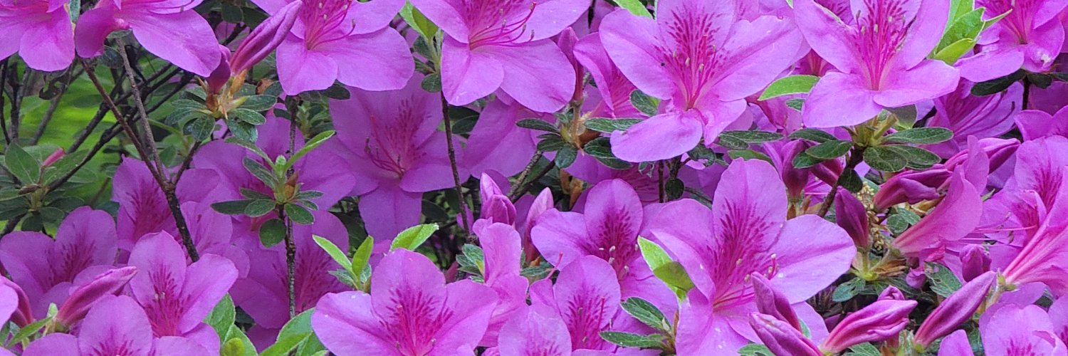 catvet94's profile banner image
