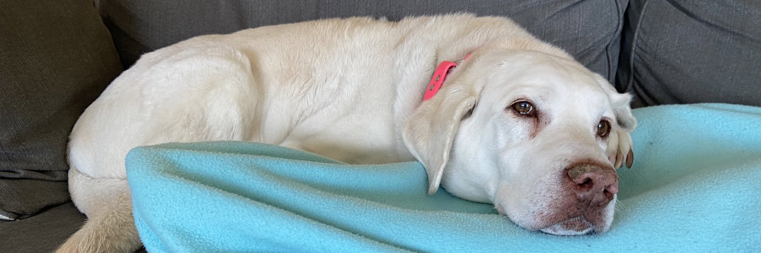 Shruthi Srinivas, MD, MPH banner