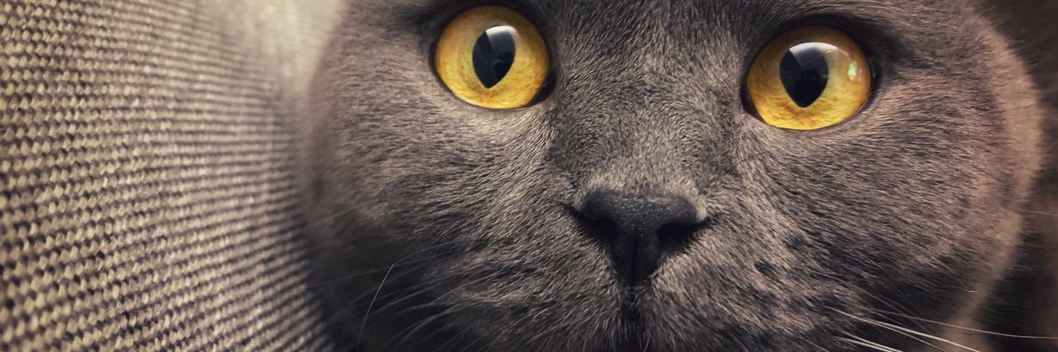 İPo banner