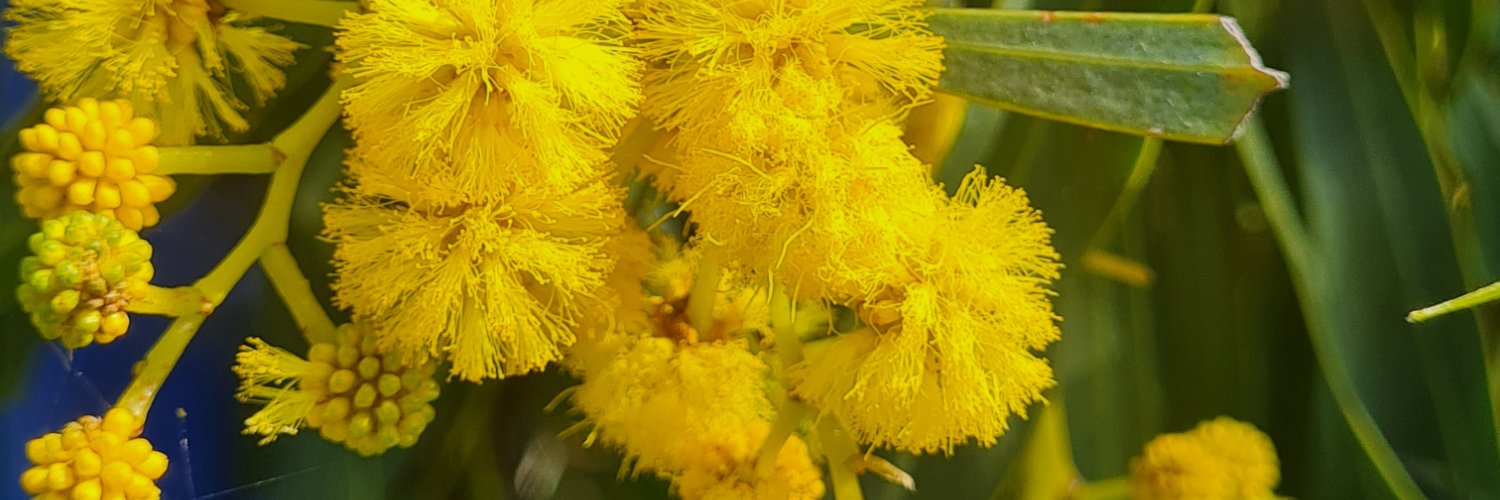 Descendant of The White Australia Policy. banner