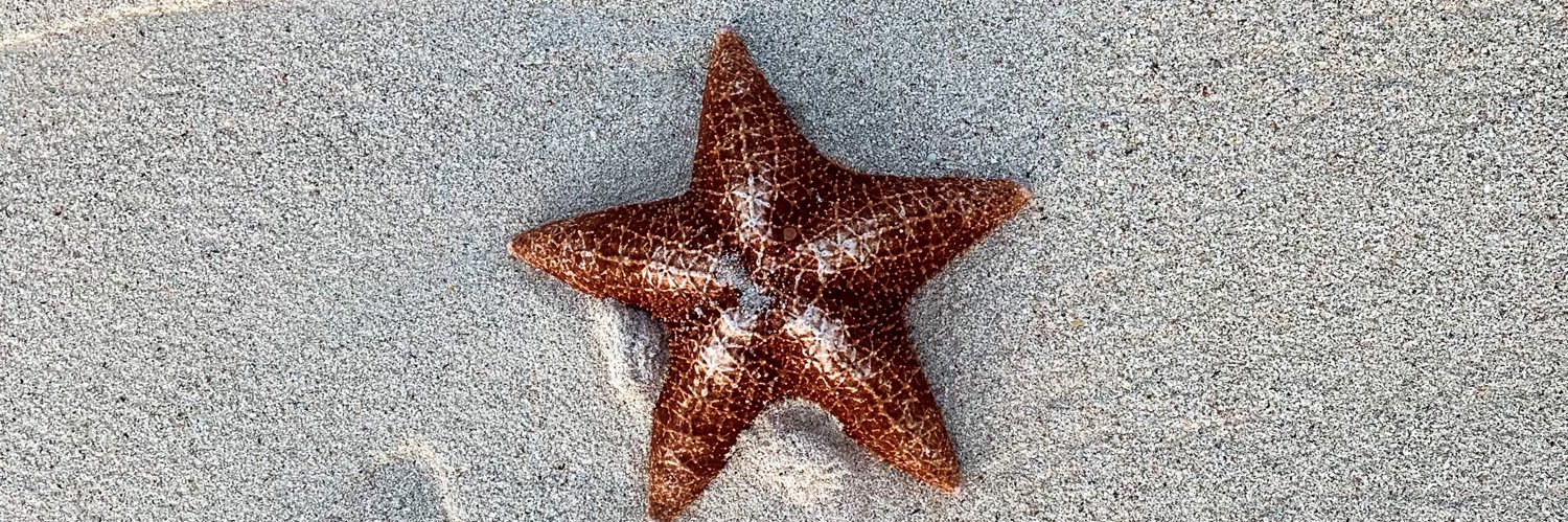 Showny Azar Raheb banner