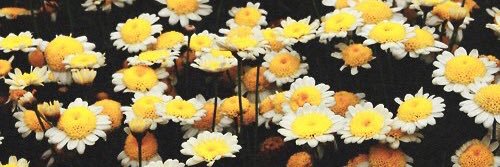 LuxTricia's profile banner image