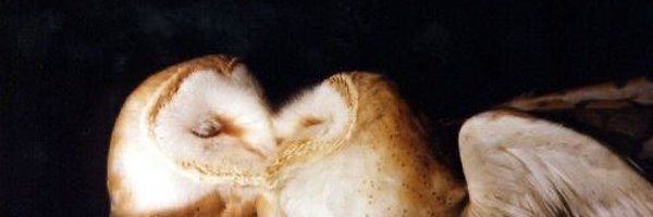 kryptickayla_ Profile Banner