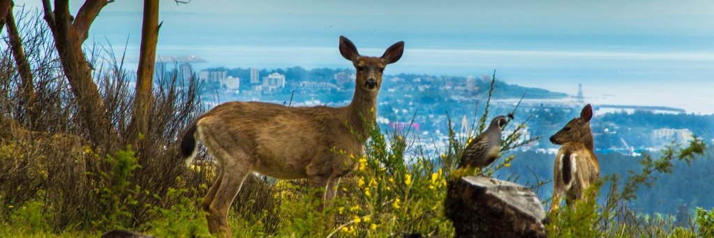 Rick Page, PhD RPBio (ret) banner