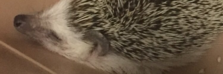 koGe_gin's profile banner image