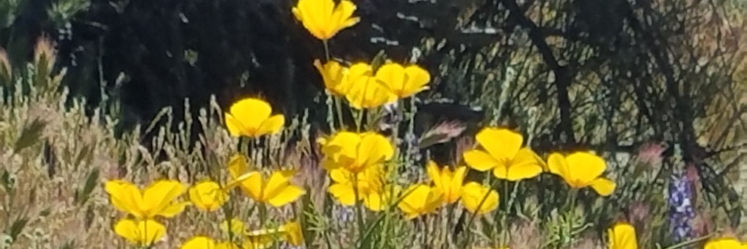 CarriefromAZ's profile banner image