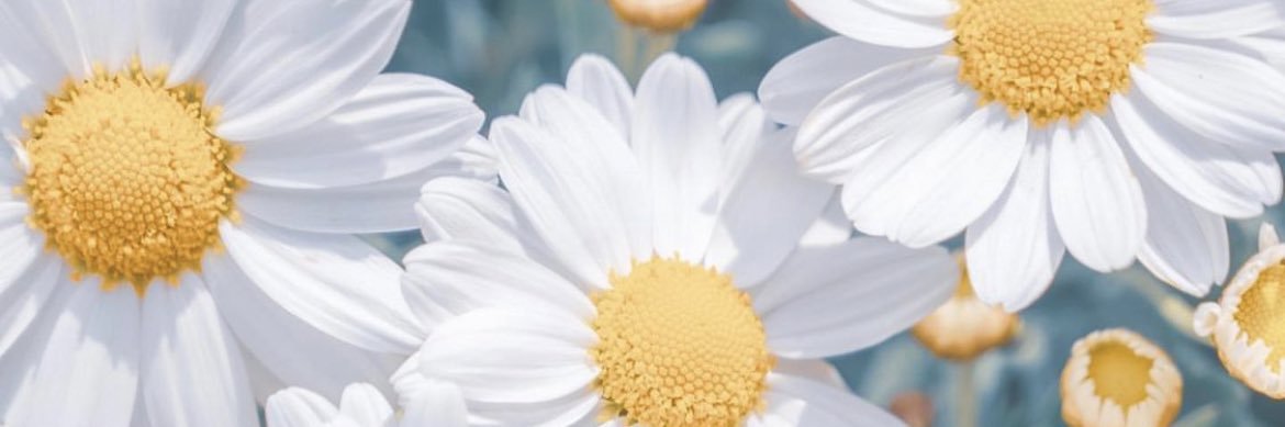 perksofteaching's profile banner image