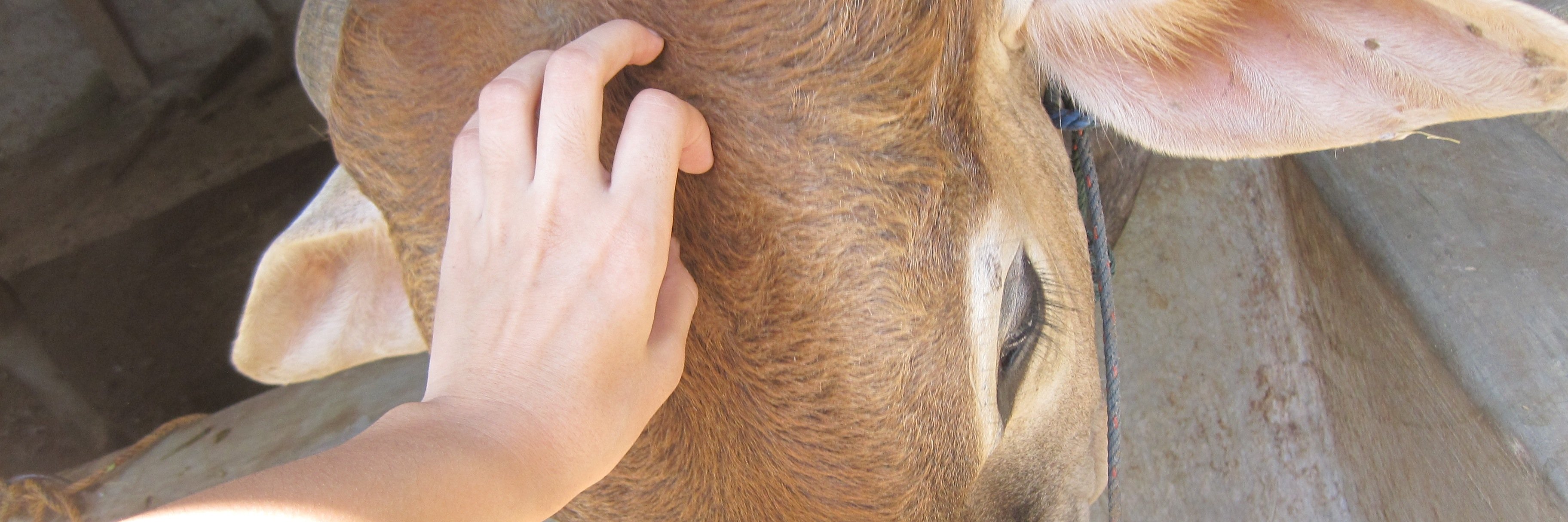 kaylapatra's profile banner image